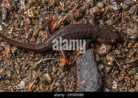 Un neonato di tosse con pelle (Taricha granulosa), un anfibio velenoso, attraversa un ruscellante vicino a Santa Rosa nella contea di Sonoma in California. Foto Stock