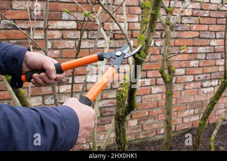 Lavoro di giardinaggio in primavera. In primavera, un uomo taglia manualmente i rami di un albero nel giardino con una potatrice. Cura del giardino. Foto Stock