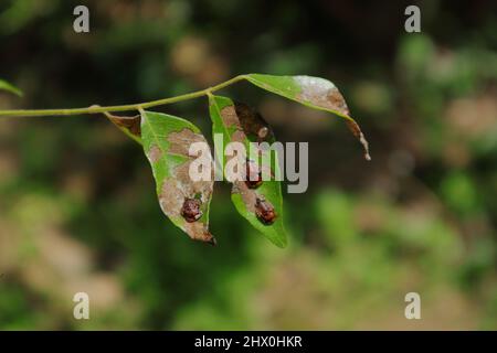 Primo piano di una foglia di curry infetta da peste, foglietto con coleotteri tartaruga foglia di curry Foto Stock