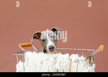 Cucciolo di levriero italiano in studio Foto Stock