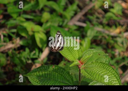 Una farfalla di chiodatrice comune che poggia sopra una punta di foglia di erbe di Miconia crenata Foto Stock