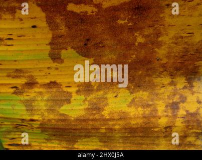 Primo piano di una tessitura matura delle foglie di Banana ingiallita Foto Stock