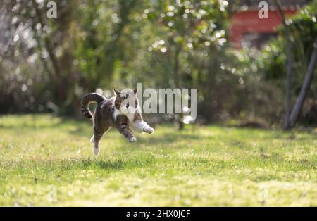 gatto gioioso che salta attraverso il giardino in una giornata di sole guardando la macchina fotografica Foto Stock