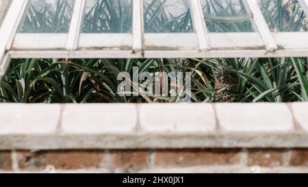 Ananas frutta pianta in serra, Lost Gardens of Heligan, Cornovaglia, Inghilterra, Regno Unito Foto Stock