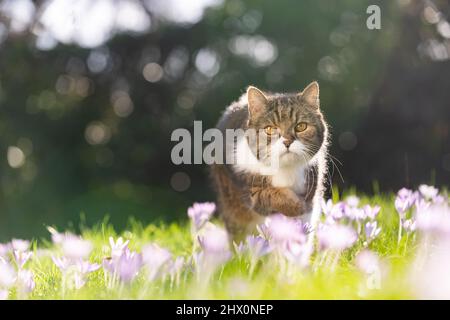 gatto bianco tabby che cammina sul prato fiorito all'aperto in primavera guardando la macchina fotografica con spazio copia Foto Stock