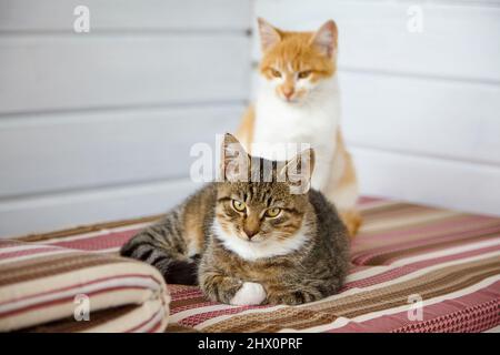 Due gattini grigi e rossi giacciono sui cuscini a righe del divano. Foto Stock