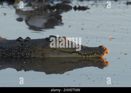 Luce del mattino presto su un coccodrillo in acqua gialla billabong, Kakadu, NT, Australia Foto Stock