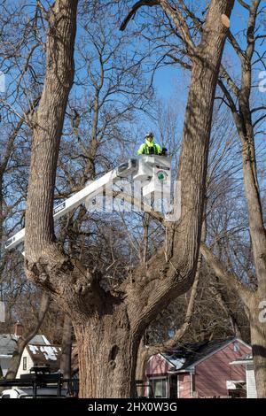 Detroit, Michigan - i lavoratori di Detroit Grounds Crew rimuovono gli alberi indesiderati e malati in un quartiere di Detroit. Foto Stock