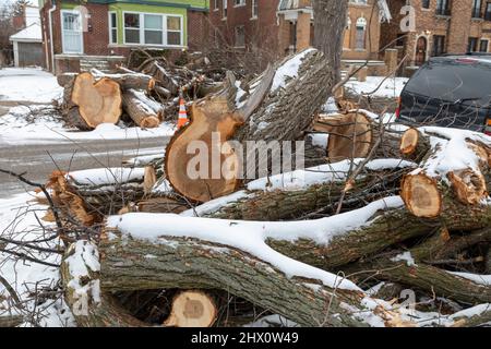 Detroit, Michigan - il Detroit Grounds Crew rimuove gli alberi indesiderati e malati in un quartiere di Detroit. Foto Stock