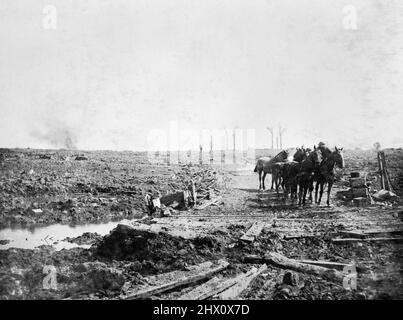 Un gruppo di cavalli viene condotto lungo una strada fangosa nei pressi di Zillebeke durante la battaglia di Passchendaele, 22 agosto 1917. Foto Stock