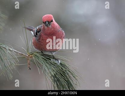 Un Crossbill alare bianco ( Loxia leucoptera ) in un albero in Algonquin Park Ontario in inverno Foto Stock