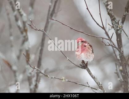 Un piccolo Finch viola nella foresta nel mese di marzo in Algonquin Park Ontario Foto Stock
