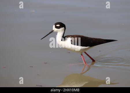 Marilt a collo nero o Himantopus mexicanus che attraversa un lago poco profondo presso il ranch d'acqua di Riparia in Arizona. Foto Stock