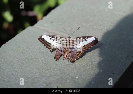 Blue Clipper Butterfly Butterfly o Parthenos sylvia lilacinus poggiano a parete con ali sparse a Butterfly Wonderland in Arizona. Foto Stock