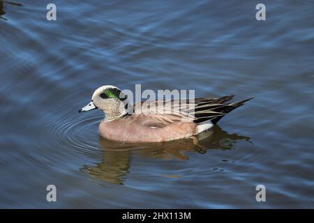 Maschio American wigeon o Marca americana nuoto attraverso il lago nel parco Green Valley a Payson, Arizona. Foto Stock