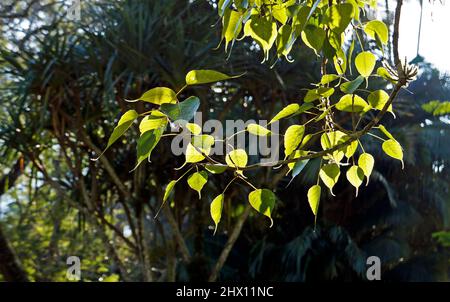 Foglie sacre di fico (Ficus religiosa) Foto Stock