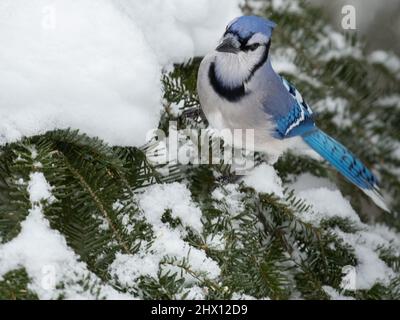 Primo piano di Un Jay blu (Cyanocitta cristata) in un albero a marzo nel Parco Algonquin Foto Stock