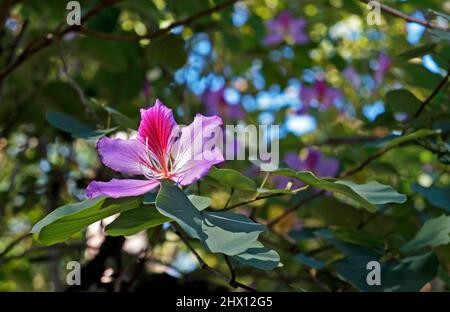 Orchidea rosa fiore (Bauhinia variegata), Rio Foto Stock