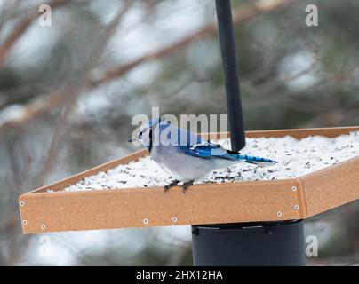 A. Blue Jay su un alimentatore a vassoio in Algonquin Park Ontario Foto Stock