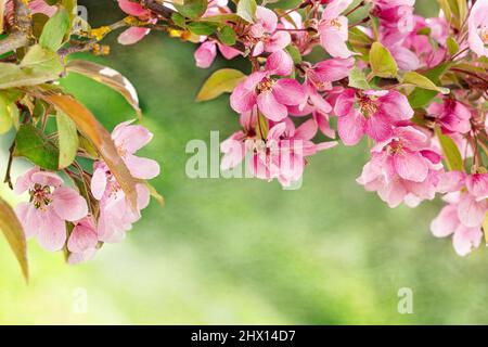 Fiori di primavera che sbocciano su un albero di Crabapple Foto Stock