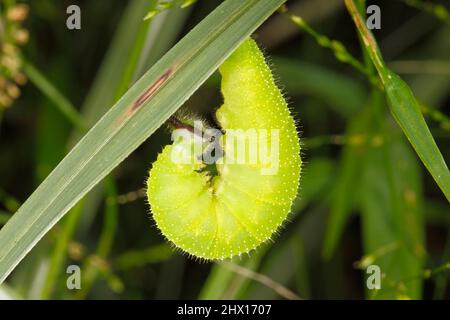 Serata comune Brown Butterfly caterpillar, Melanitis leda. Il Caterpillar si arrotola preparandosi alla pupata. questo caterpillar si nutre e pupa sulle erbe. Foto Stock