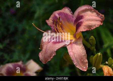 Giglio asiatico rosso e giallo in estate nel New Mexico presso i Giardini botanici. Foto Stock