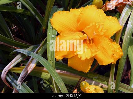 Giglio asiatico rosso e giallo in estate nel New Mexico presso i Giardini botanici. Foto Stock