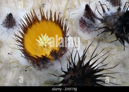 Golden Barrel Cactus Flower primo piano Fotografia di un cactus a botte d'oro di 76 anni nella Valle del Rio Grande del New Mexico. Foto Stock