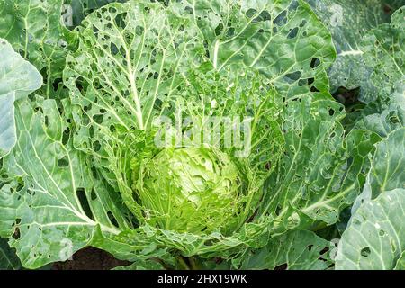 Cavolo danneggiato da insetti parassiti primo piano. Testa e foglie di cavolo in buca, mangiato da larve farfalle e bruchi. Conseguenze degli invas Foto Stock