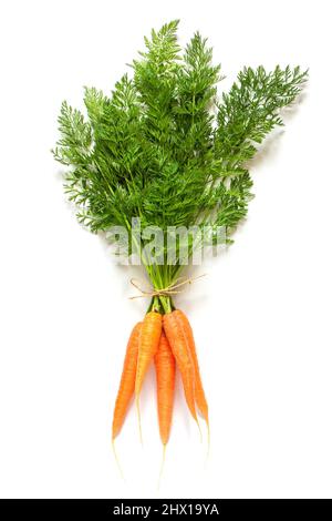 Mazzo sconfinato di fresche carote di arancia succosa con lussureggianti cime verdi legate con corda isolato su sfondo bianco. Foto Stock
