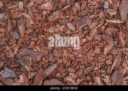 La pacciamatura di pino (piccoli trucioli di legno) è usato per coprire il terreno nel giardino. Foto Stock