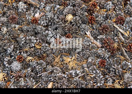 Immagine con coni di pino giacenti a terra nella foresta Foto Stock