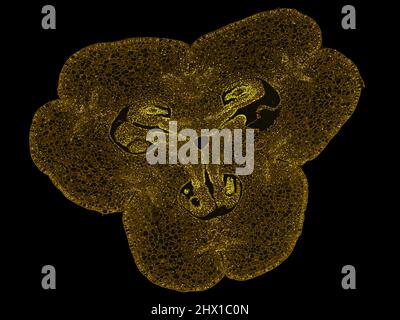 sezione trasversale tagliata fetta di stelo vegetale al microscopio – vista microscopica delle cellule vegetali per l'educazione botanica – alta qualità Foto Stock