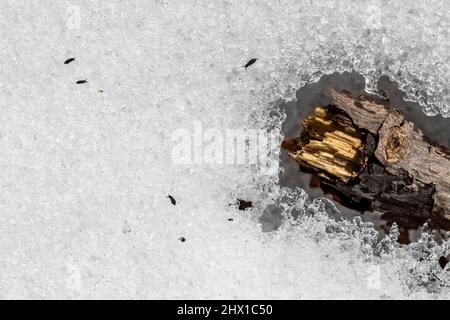 Springtails, Collembola, sulla neve in una giornata invernale relativamente calda nella Riserva biologica Ott, Contea di Calhoun, Michigan, Stati Uniti Foto Stock