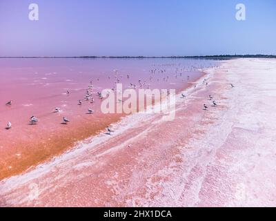 Sorvola i gabbiani al lago salato rosa. Impianti di produzione di sale stagno di evaporazione salina in lago salato. Dunaliella salina impartisce un'acqua rossa e rosa Foto Stock