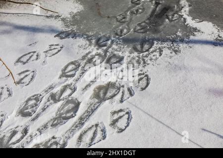 Mute Swan, Cygnus olor, piste che attraversano Snowy Hall Lake in Calhoun County, Michigan, Stati Uniti Foto Stock