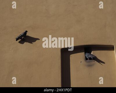 Due piccioni isolati sulla parete gialla Foto Stock