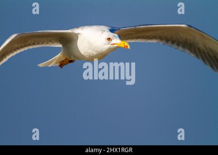 Ritratto del gabbiano giallo in volo contro il cielo blu Foto Stock