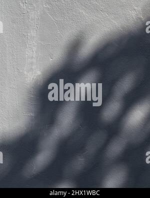Parete di colore grigio blu con ombra delle foglie di albero sulla parete di cemento e luce solare su di essa con texture di sabbia per sfondo. Foto Stock