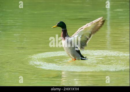 15-marzo-2021 il mallardo, Anas platyrhynchos è un'anatra dabbling. Mallard Duck maschio Immersioni in acqua. Foto Stock