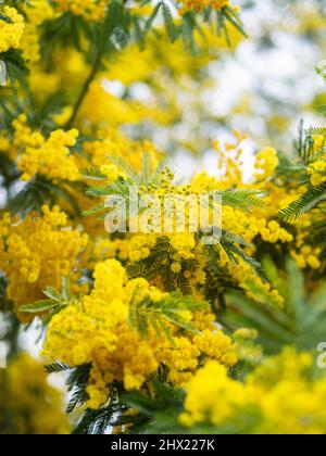 Mimosa fiorente all'aperto. Mimosa giallo fiore sfondo. Messa a fuoco selettiva. Foto Stock