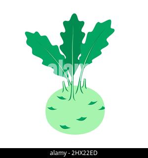 Kohlrabi. Vegetale organico isolato su sfondo bianco. Stile di vita sano. Illustrazione vettoriale in stile piatto. Illustrazione Vettoriale