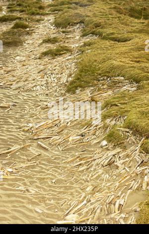 Dopo le tempeste invernali, un gran numero di conchiglie vengono lavate a riva alla linea di trefoli dell'alta marea. Lungo le rive sabbiose dominano le conchiglie di Razor Foto Stock