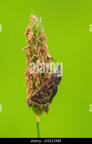 Dingy Skipper - Erynnis Cottage, piccola farfalla marrone da prati e praterie europee, Carpazi bianchi, Repubblica Ceca. Foto Stock