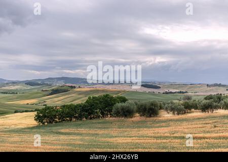 Infinite colline toscane e anfratti ricoperti di erba gialla e verde, arbusti sparsi divisi in aree separate per i campi coltivati, la Val d'Orcia Foto Stock