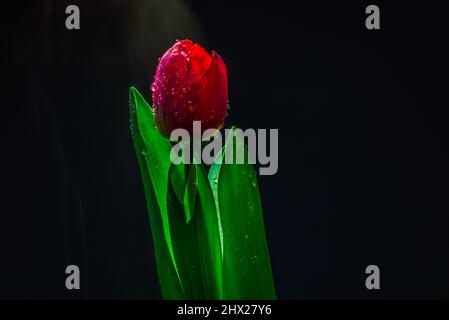 Fiore rosso tulipano in primo piano su sfondo verde, petali rossi in primo piano, bouquet con gocce d'acqua e un vicino fuoco selettivo foglia Foto Stock