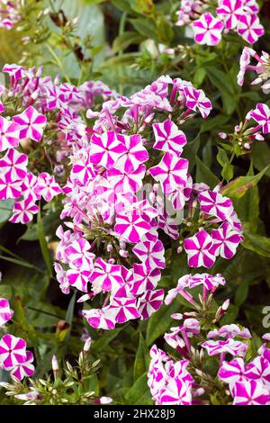 Cerotto di fiori di flox a strisce rosa e bianca nel giardino Foto Stock