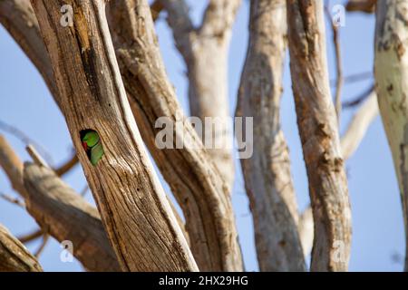 Parakeet rosa, Pretoria, Sudafrica Foto Stock