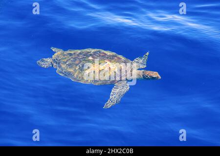 Una tartaruga del mare verde che nuota in acqua di mare blu chiaro, barriera corallina tropicale, Isole Similan, Mare delle Andamane, Thailandia. Foto Stock