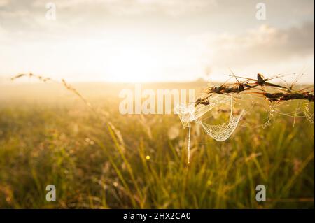 Cobweb con la rugiada mattina glisting appeso in erba in un campo in una mattinata estiva. Foto Stock